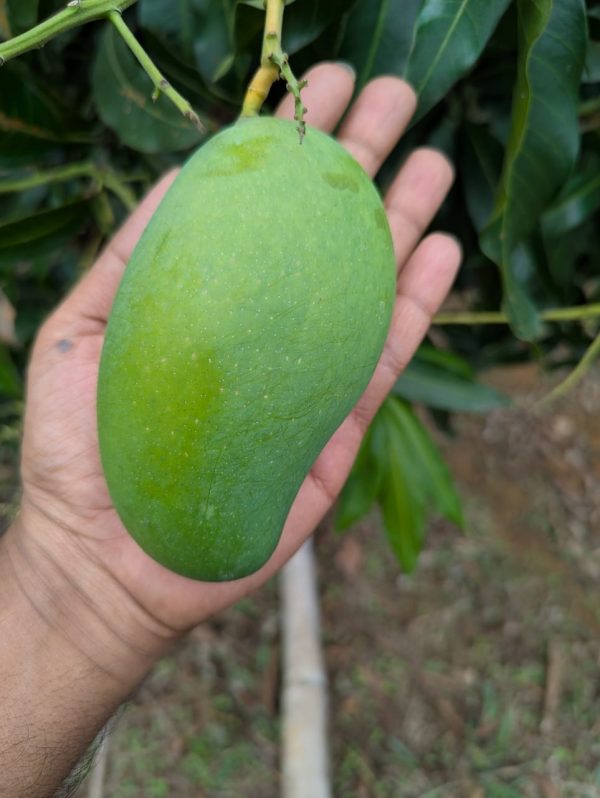 খাগড়াছড়ির পাহাড়ি আম্রপালি ১০ কেজি