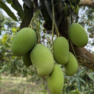 খাগড়াছড়ির খাঁটি আম্রপালি ২২ কেজি